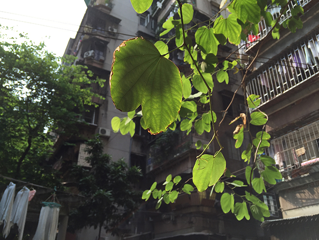 拍照差別大嗎？iPhone 6s Plus對(duì)比iPhone 6 Plus