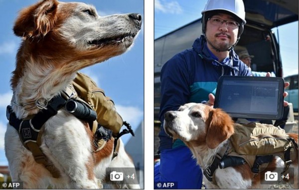 太給力！搜救犬也有智能背心了