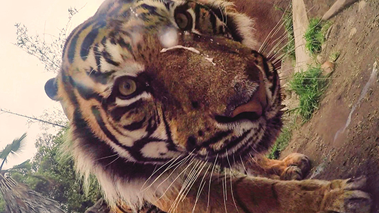 視頻：Google將手機扔給動物自拍 結果動物們懵了