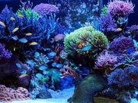 養魚怕麻煩？請個智能“專家”來幫你吧